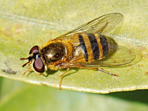 Réf. 82 645 : Epistrophe eligans