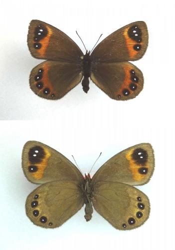 Réf. 82 266 : Erebia lefebvrei