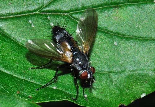 Réf. 82 488 : Eriothrix rufomaculata