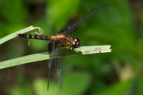 Erythrodiplax unimaculata