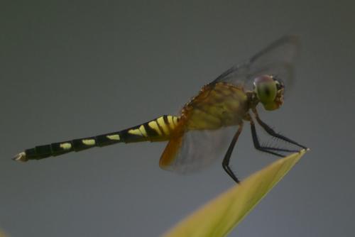 Erythrodiplax unimaculata