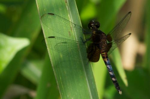 Erythrodiplax unimaculata