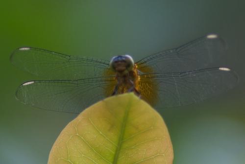 Réf. 82 326 : Erythrodiplax unimaculata