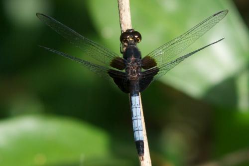 Réf. 82 418 : Erythrodiplax unimaculata