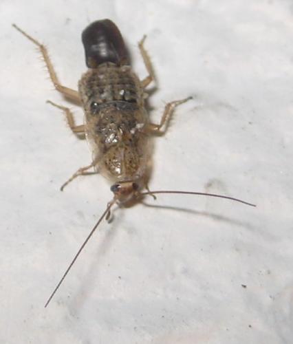 Capraiellus panzeri