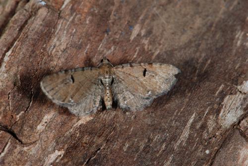 Réf. 82 091 : Eupithecia assimilata