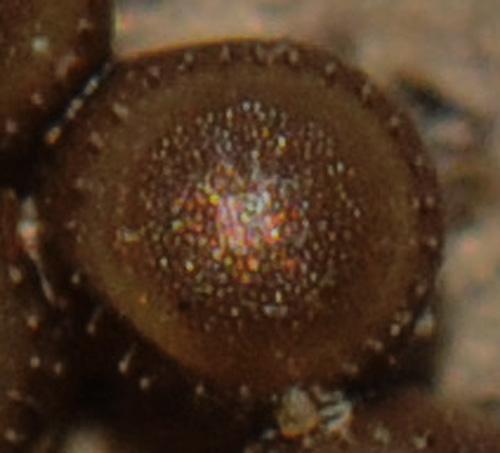 Picromerus bidens