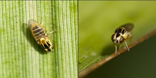 Thaumatomyia sp.