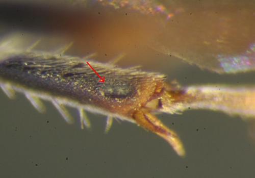 Réf. 82 291 : Hedychrum rutilans