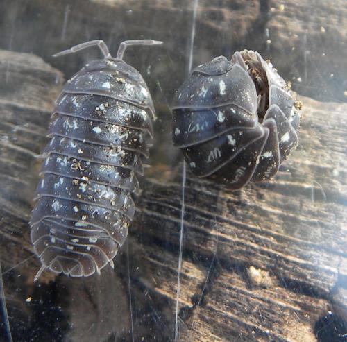 Armadillidium esterelanum