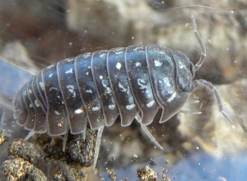 Armadillidium esterelanum