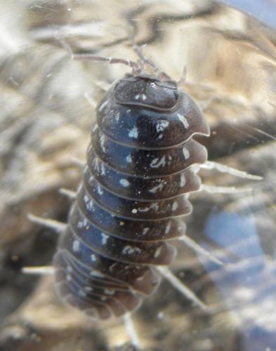 Armadillidium esterelanum