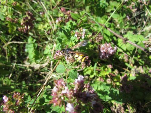 Réf. 82 331 : Scolia sp.
