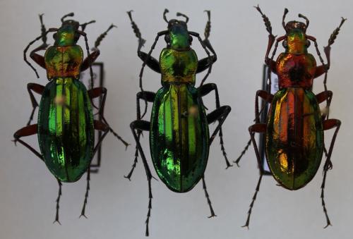 Carabus auronitens x splendens