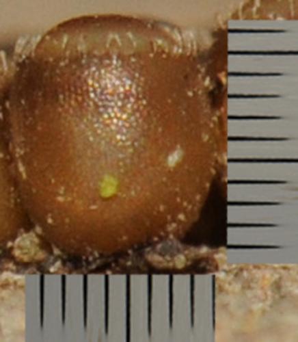 Picromerus bidens