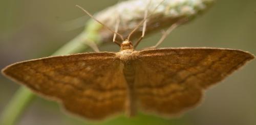 Idaea ochrata