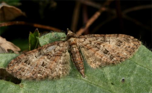 Eupithecia abbreviata
