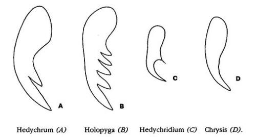 Réf. 82 084 : Chrysidinae inconnu