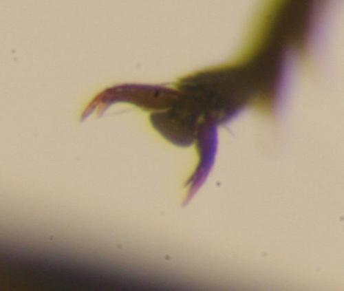 Hedychrum rutilans