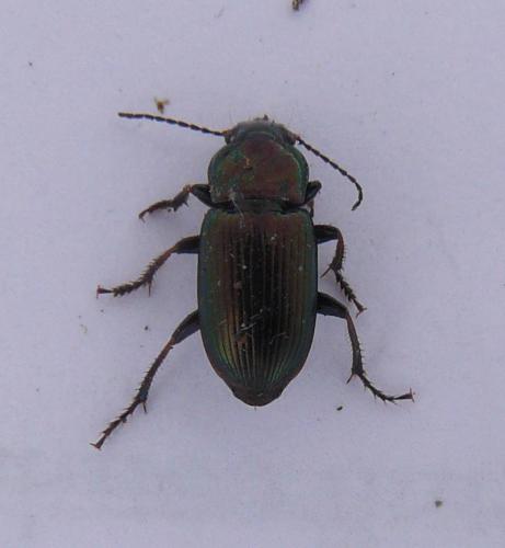 Harpalus distinguendus