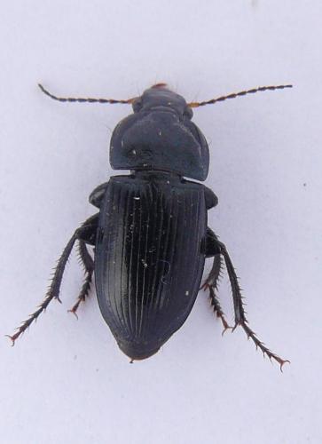 Harpalus dimidiatus