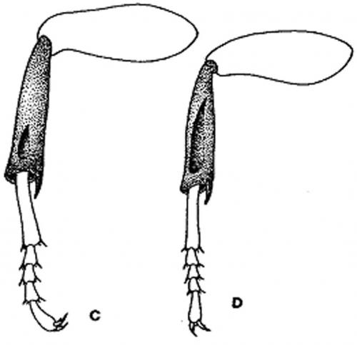 Réf. 82 133 : Hedychrum sp.