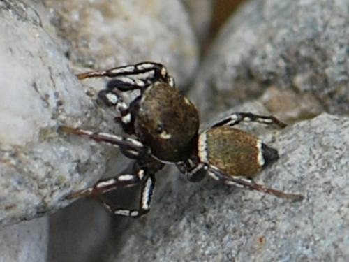 Heliophanus tribulosus