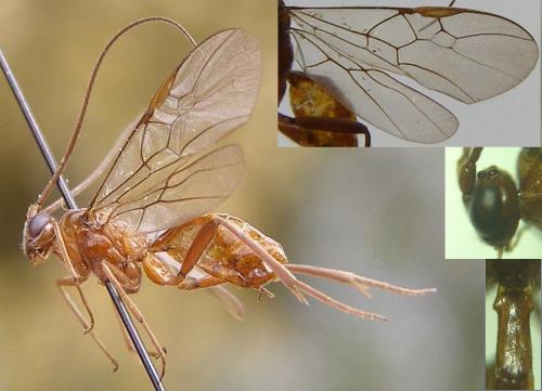 Homolobus ophioninus