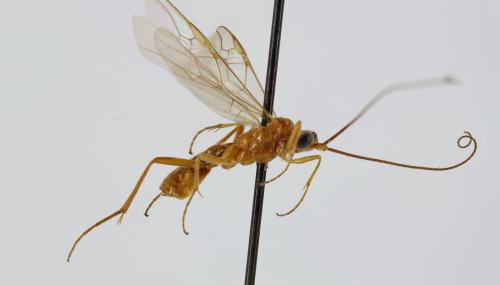Homolobus ophioninus
