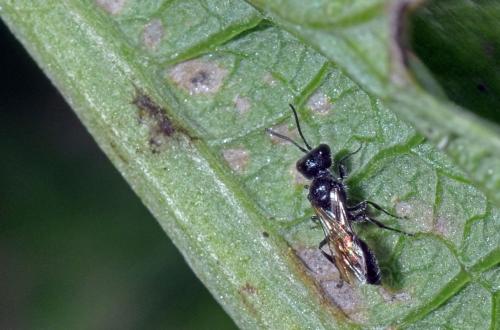 Pemphredon sp.