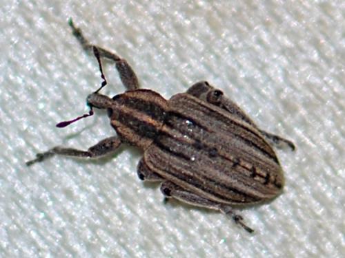 Réf. 82 403 : Hypera arator