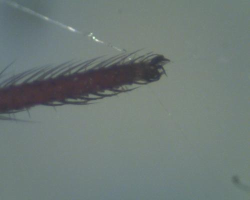 Steatoda grossa