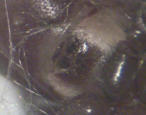 Steatoda grossa