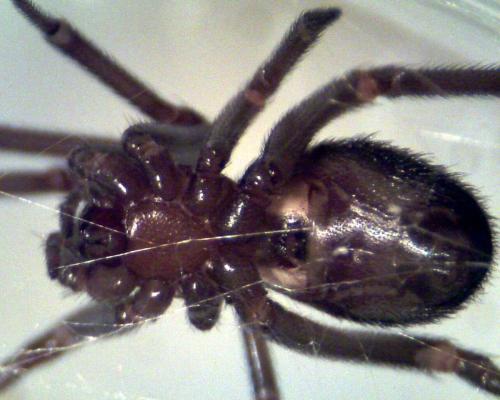 Steatoda grossa