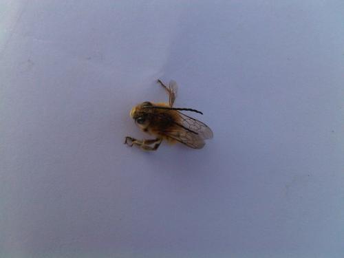 Eucera sp.