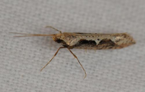 Rhigognostis annulatella