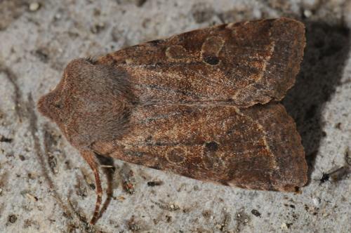 Orthosia sp.