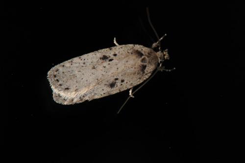 Agonopterix yeatiana
