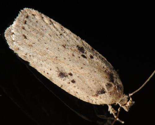 Agonopterix yeatiana