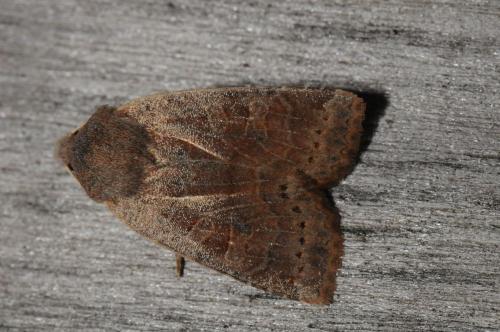 Réf. 82 350 : Conistra sp.