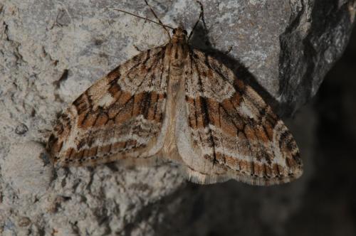 Réf. 82 351 : Trichopteryx polycommata