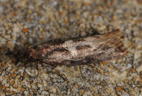 Réf. 82 395 : Acrolepiopsis assectella