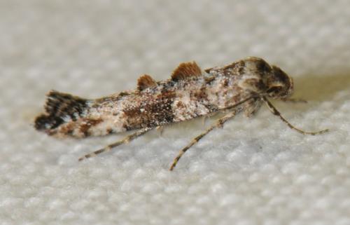 Réf. 82 438 : Epermenia chaerophyllella