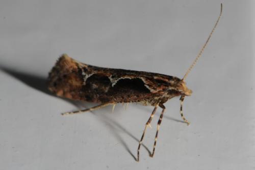 Réf. 82 547 : Rhigognostis incarnatella
