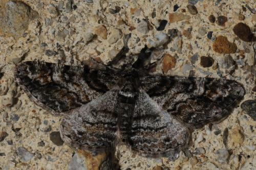 Réf. 82 628 : Cleora cinctaria