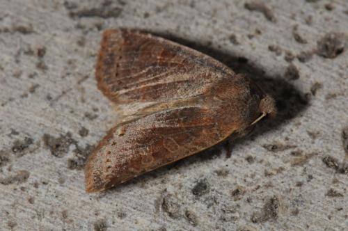 Réf. 82 439 : Conistra sp.