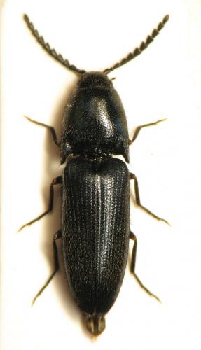 Podeonius acuticornis