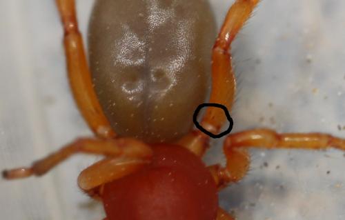 Réf. 82 241 : Dysdera crocata