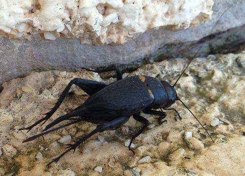 Gryllus sp.