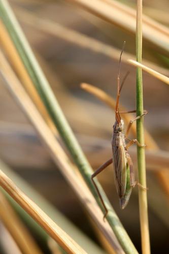 Notostira sp.